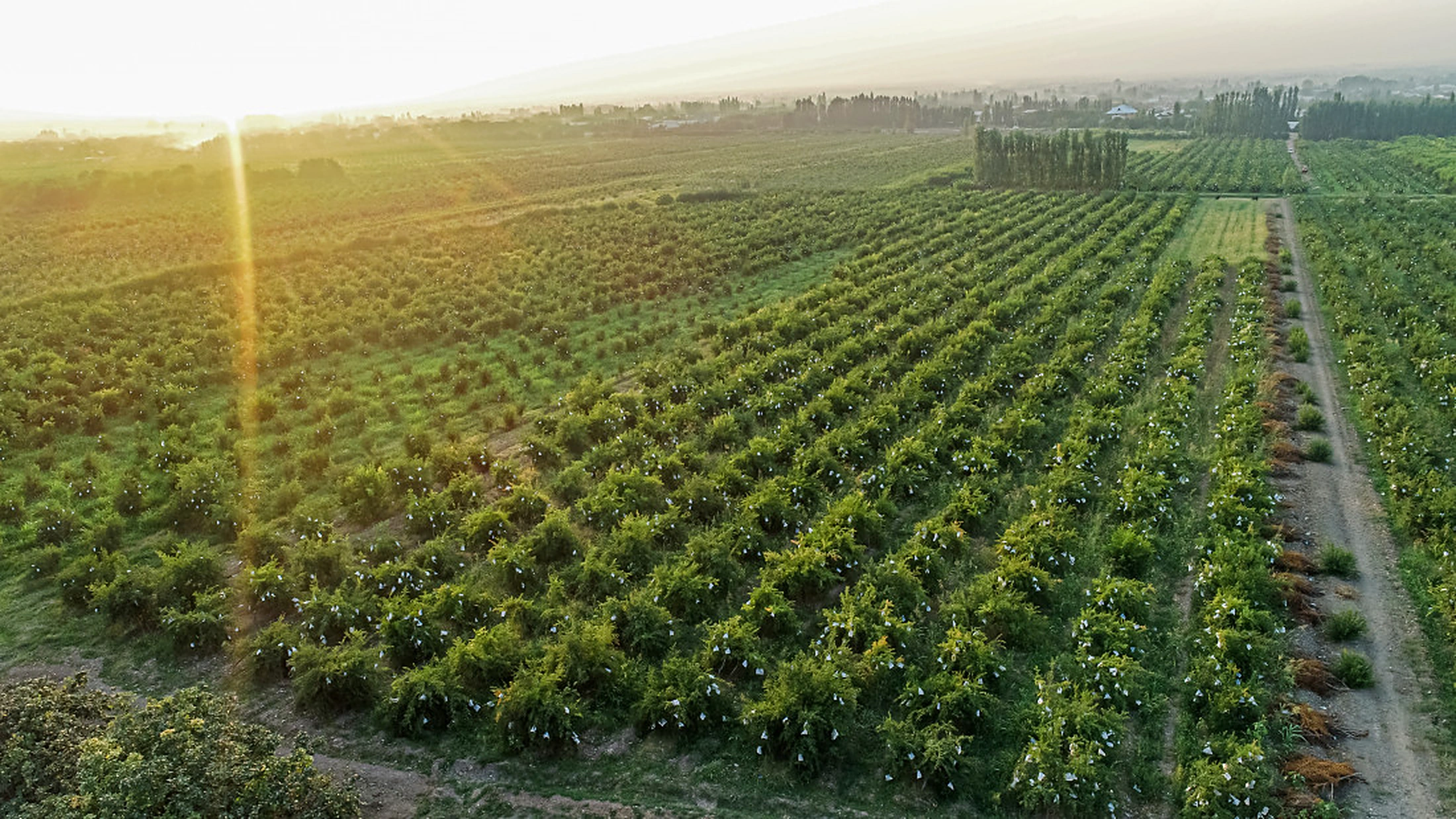 Aerial view of fruit orchards in Uzbekistan