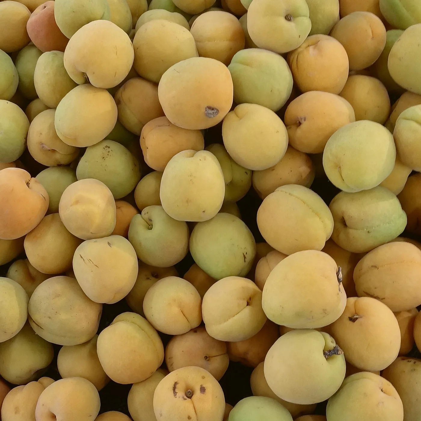 Apricots